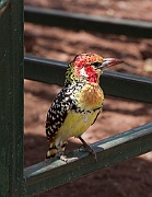 Red-and -yellow barbet (trachyphonus erythrocephalus) Lake Manyara